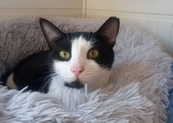 EKH-Katze, Felix, Tierheim Burgdorf