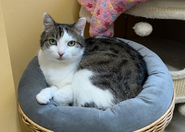 Katze, EKH, Sissi, Tierheim Burgdorf