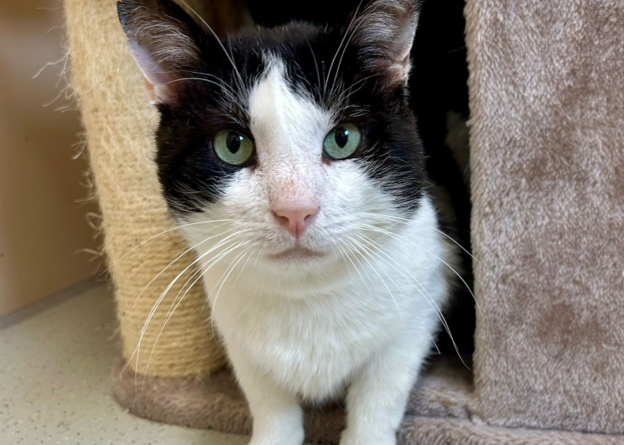 Katze, EKH, Cedric, Tierheim Burgdorf