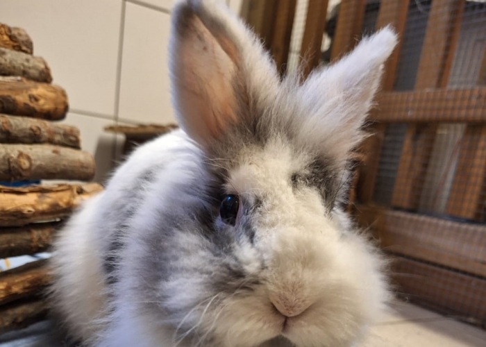 Kleintier, Löwenköpfchen, Tonja, Tierheim Burgdorf