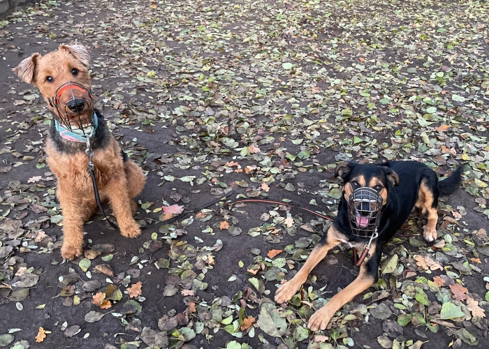 Airdale-Terrier-Hund, Annabel, Tierheim Burgdorf