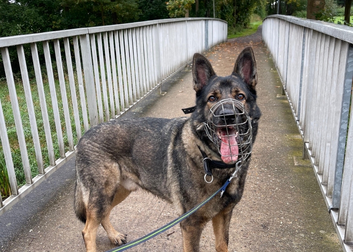 Deutscher Schäferhund (Arbeitslinie)-Hund, Ricola, Tierheim Burgdorf