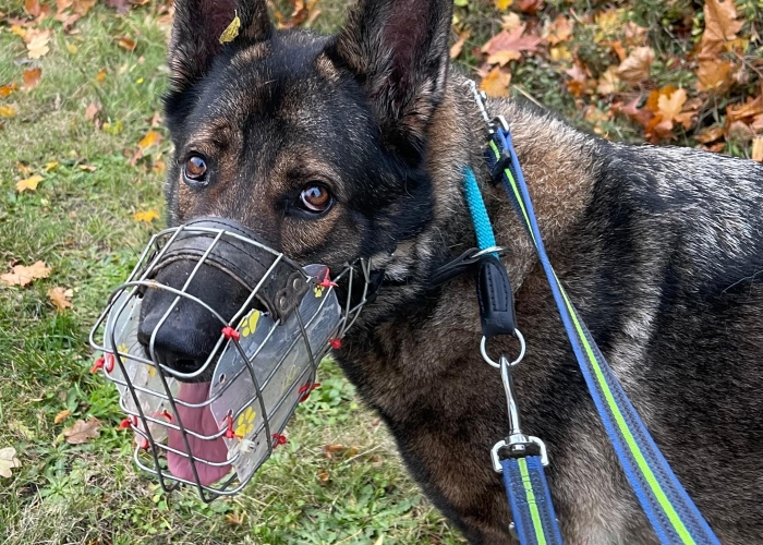 Deutscher Schäferhund (Arbeitslinie)-Hund, Ricola, Tierheim Burgdorf