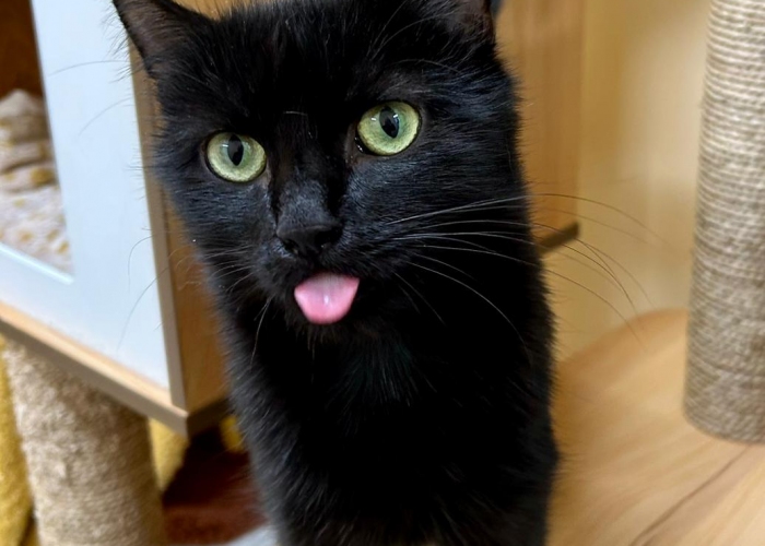 EKH-Katze, Damara, Tierheim Burgdorf