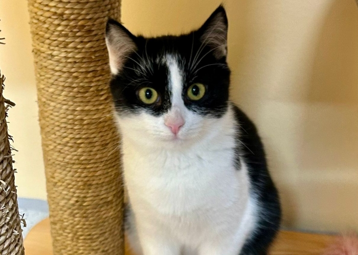 EKH-Katze, Blinzela, Tierheim Burgdorf