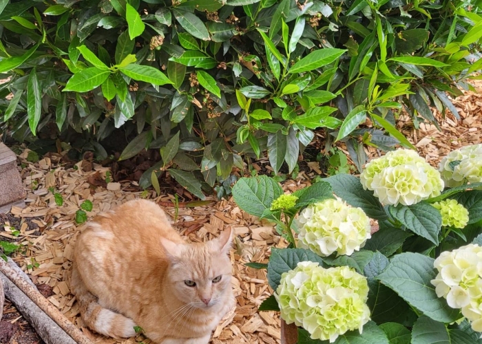 EKH-Katze, Ratatouille, Tierheim Burgdorf