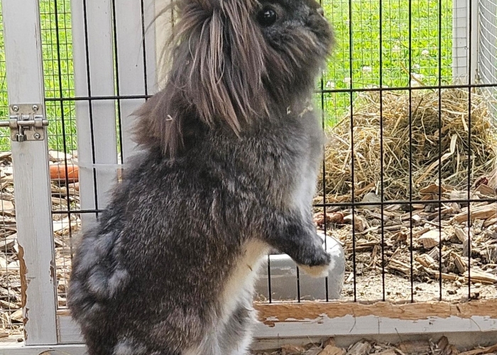 Kleintier, Löwenkopfzwergkaninchen, Lotti, Tierheim Burgdorf