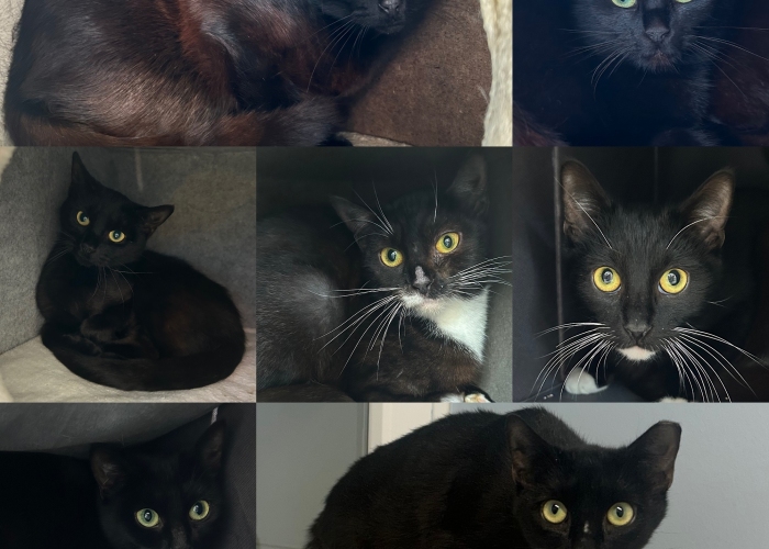 Katze, EKH, Die Adligen, Tierheim Burgdorf