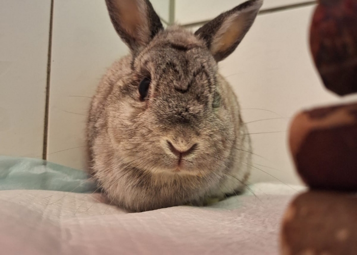 Kleintier, Rex-Mix, Toni, Tierheim Burgdorf