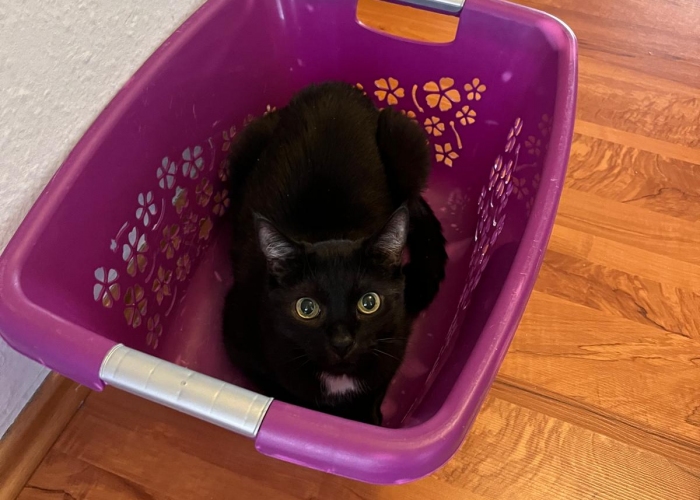 EKH-Katze, Zorzino, Tierheim Burgdorf