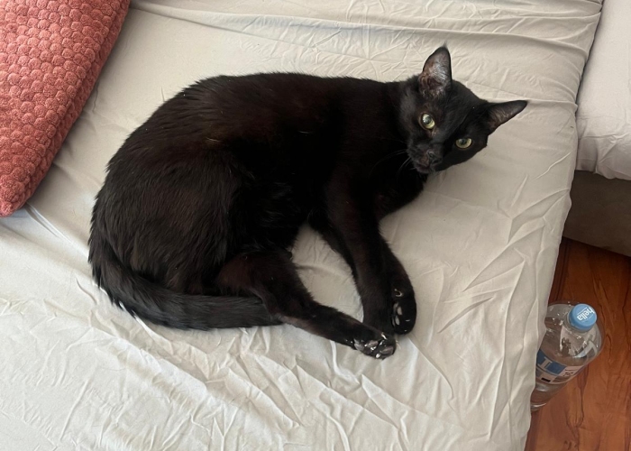 EKH-Katze, Zorzino, Tierheim Burgdorf