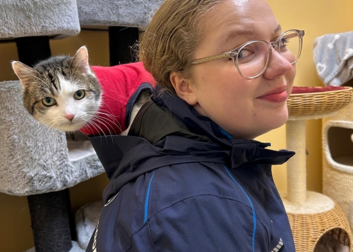 EKH-Katze, Sissi, Tierheim Burgdorf