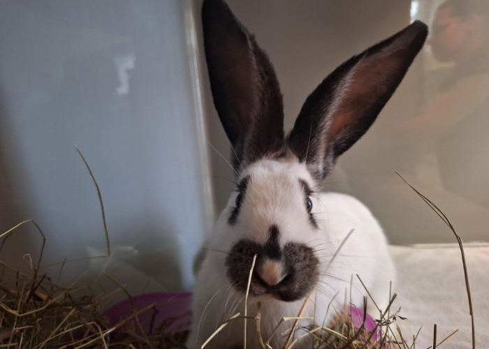 Kleintier, Schecken-Mix, Klea, Tierheim Burgdorf