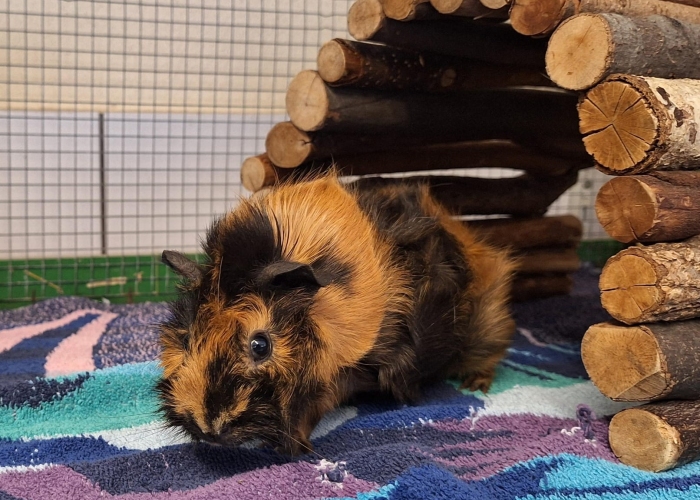 Kleintier, Meerschweinchen, Lotta und Lilli, Tierheim Burgdorf