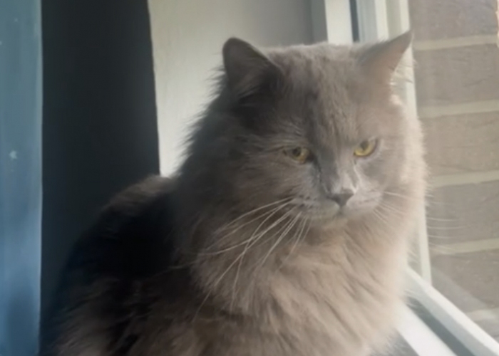 Katze, Britisch Langhaar, Coco, Tierheim Burgdorf