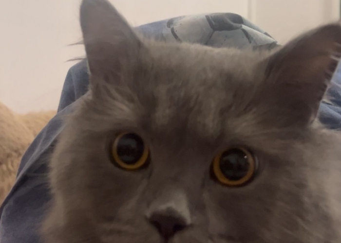 Britisch Langhaar-Katze, Coco, Tierheim Burgdorf