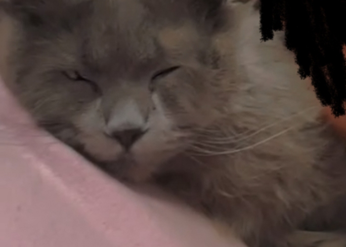 Britisch Langhaar-Katze, Coco, Tierheim Burgdorf