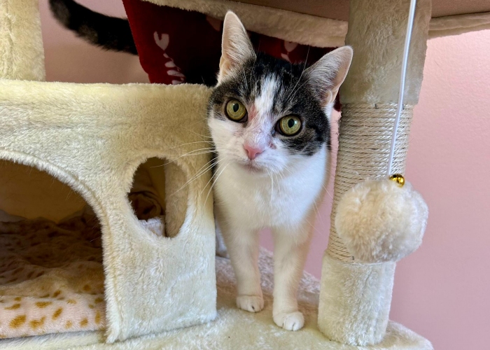 Katze, EKH, Stella, Tierheim Burgdorf