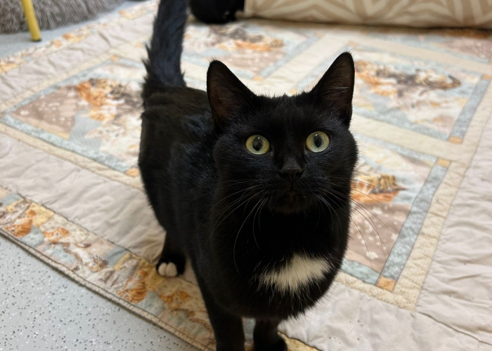 Katze, EKH, Anula, Tierheim Burgdorf