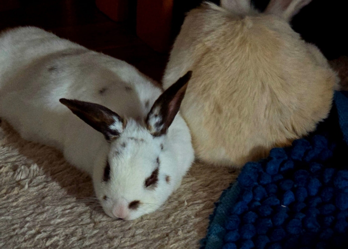 -Kleintier, Fluffy und Pünktchen, Tierheim Burgdorf