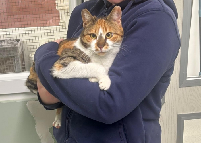 Katze, EKH, Aruna, Tierheim Burgdorf