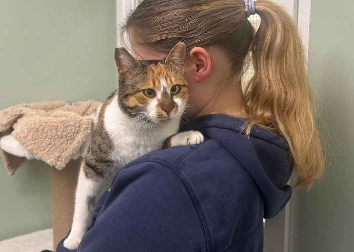 EKH-Katze, Aruna, Tierheim Burgdorf