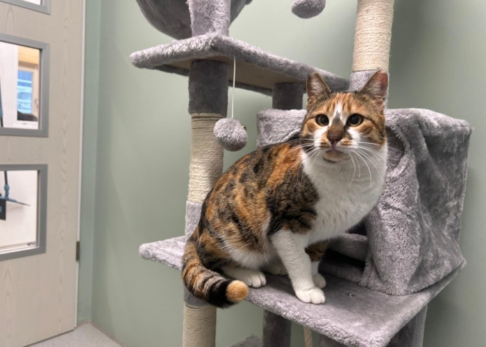 EKH-Katze, Aruna, Tierheim Burgdorf