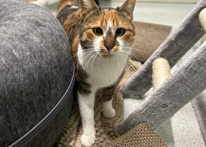 EKH-Katze, Aruna, Tierheim Burgdorf