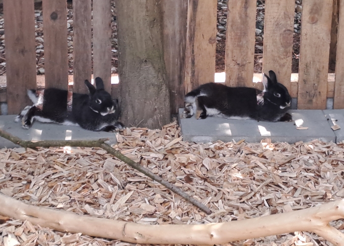Kleintier, Kaninchen, Lisa und Luna, Tierheim Burgdorf