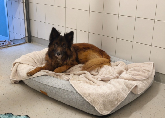 Tervueren Mix-Hund, Pablo, Tierheim Burgdorf