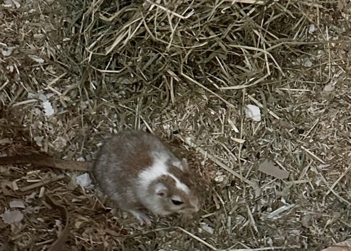 Kleintier, Wüstenrennmaus, Mila, Tierheim Burgdorf