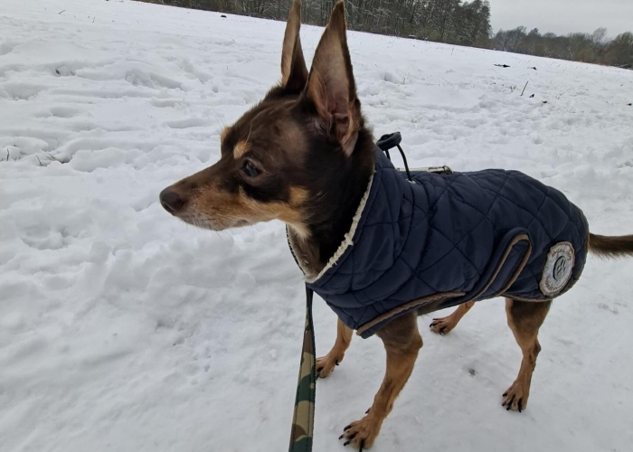 Ruskiy Toy-Hund, Ronny, Tierheim Burgdorf