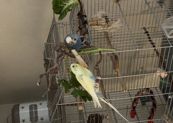 Vogel, Wellensittiche, Bonny und Pepper , Tierheim Burgdorf