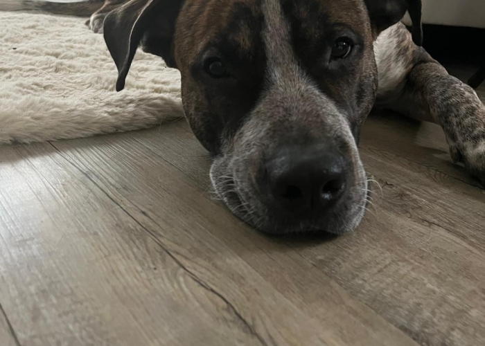 Mischling-Hund, Jo, Tierheim Burgdorf