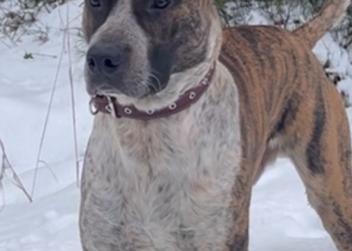 Mischling-Hund, Jo, Tierheim Burgdorf