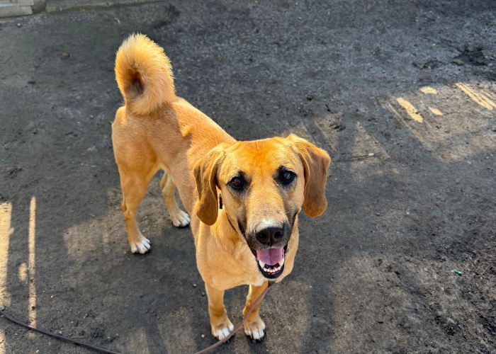 Bracken-Mischling-Hund, Sprotte, Tierheim Burgdorf