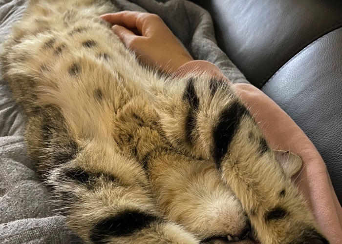 -Katze, Mr Kate, Tierheim Burgdorf