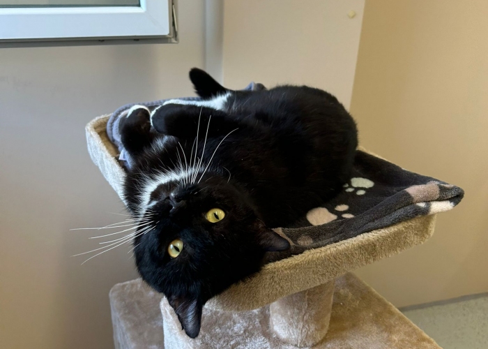 EKH-Katze, Kome, Tierheim Burgdorf