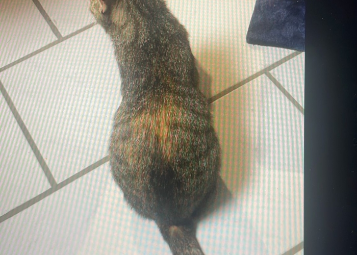 Katze, , Nala, Tierheim Burgdorf