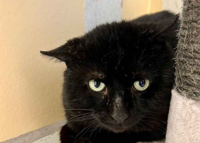 Katze, EKH, Goma und Mirin, Tierheim Burgdorf