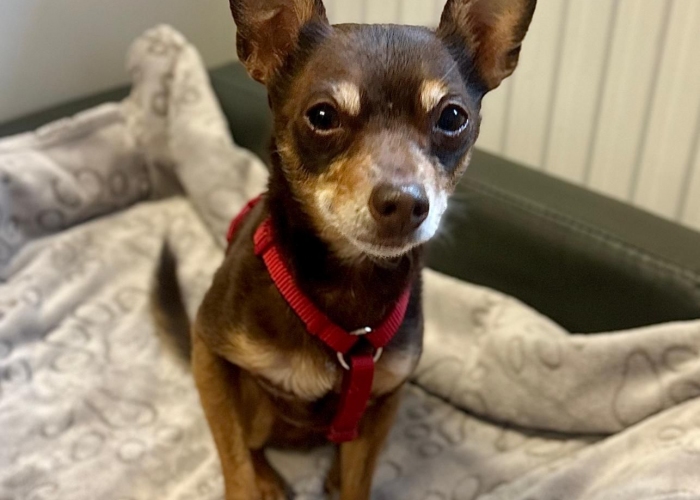 Hund, Russkiy Toy, Ronny, Tierheim Burgdorf