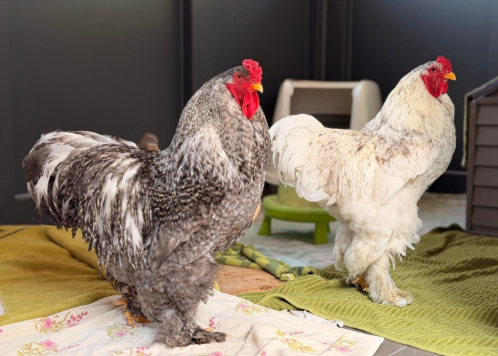 Vogel, Brahmer, Jürgen und Zlatko, Tierheim Burgdorf