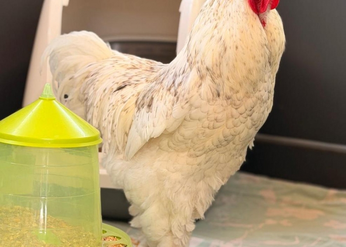 Brahmer-Vogel, Jürgen und Zlatko, Tierheim Burgdorf