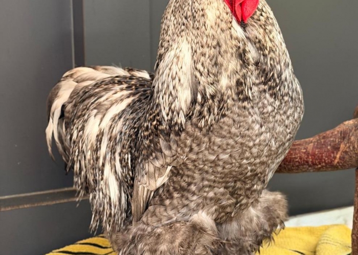 Brahmer-Vogel, Jürgen und Zlatko, Tierheim Burgdorf