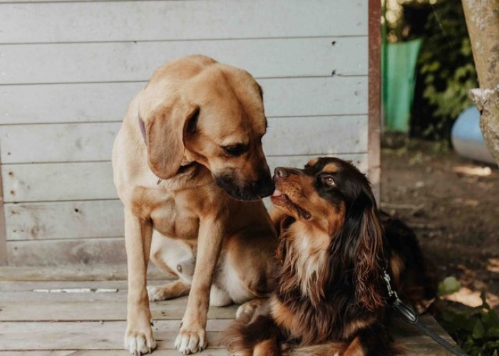 Cotralian (Australian Shepherd-Cocker Spaniel-Mischling)-Hund, Buddy, Tierheim Burgdorf