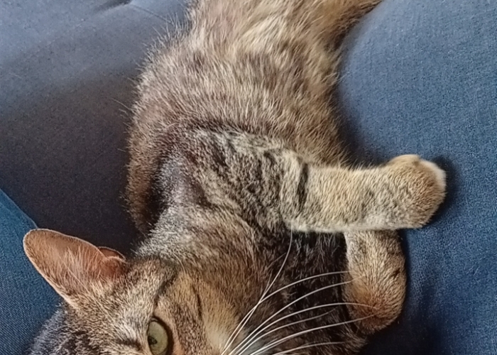 Katze, EKH, Simba, Tierheim Burgdorf