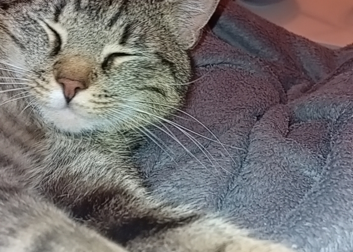 EKH-Katze, Simba, Tierheim Burgdorf