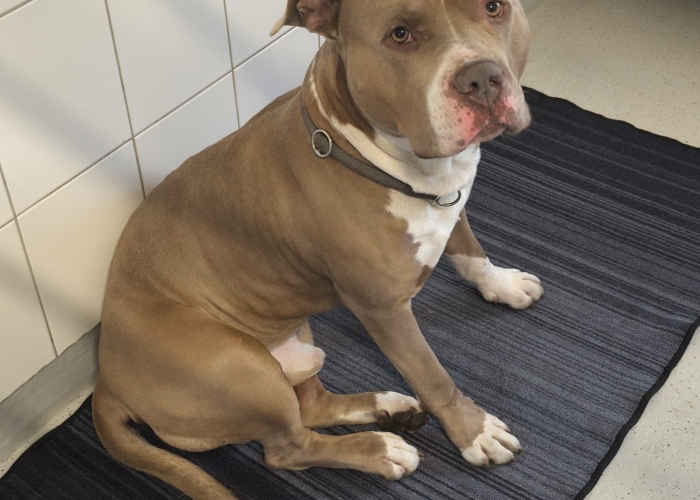 Am.Staff-Staffordshire Mix-Hund, Mause Brause, Tierheim Burgdorf