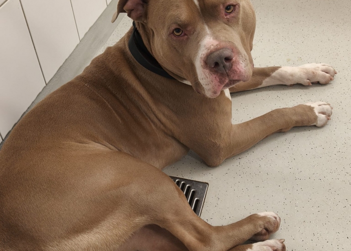 Am.Staff-Staffordshire Mix-Hund, Mause Brause, Tierheim Burgdorf