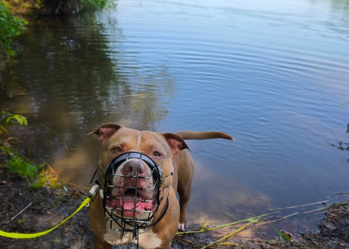 Hund, Am.Staff-Staffordshire Mix, Mause Brause, Tierheim Burgdorf